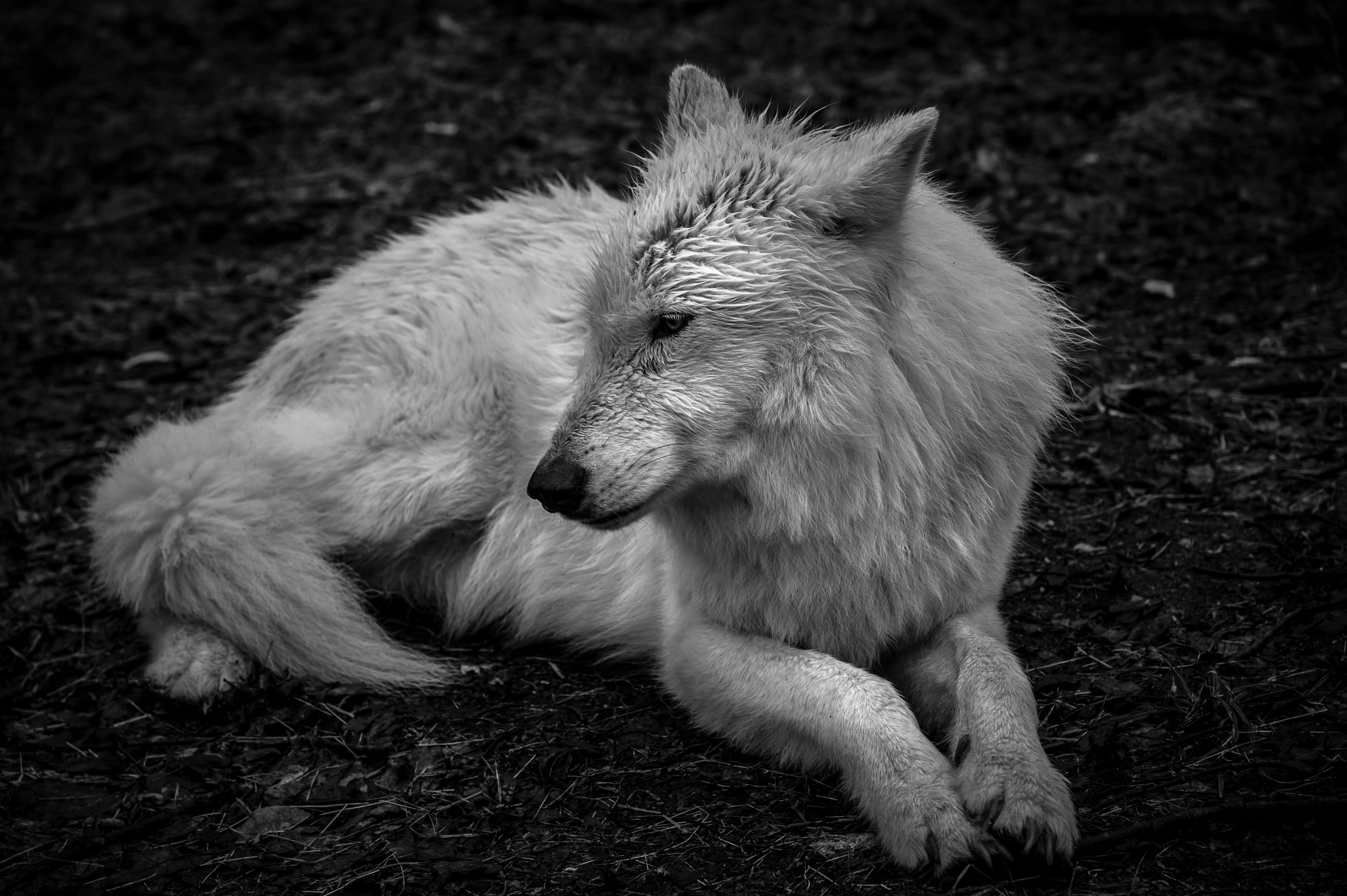 Unbenannt 32". USA. Shadow Within - Wolf s/w Natur