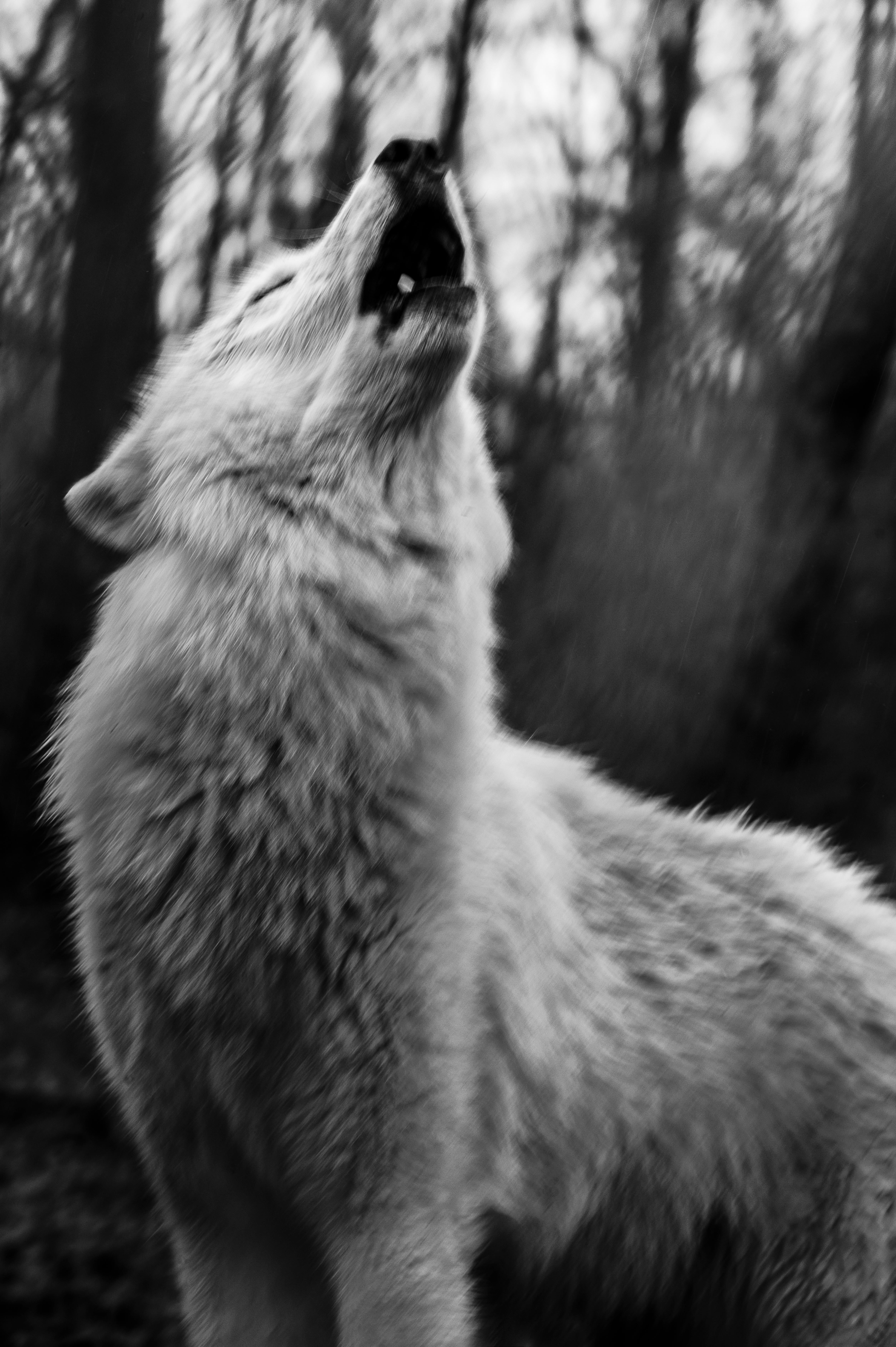 Christian Houge Landscape Photograph - `Untitled 33`.USA-Shadow Within-wolf nature animal forest
