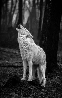 `Untitled 34`.USA.Shadow Within-wolf b/w animal forest howl
