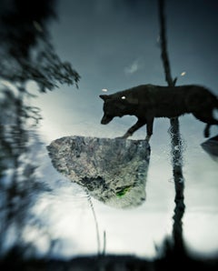 `Untitled 36`. Norway.Shadow Within-wolf nature forest animal