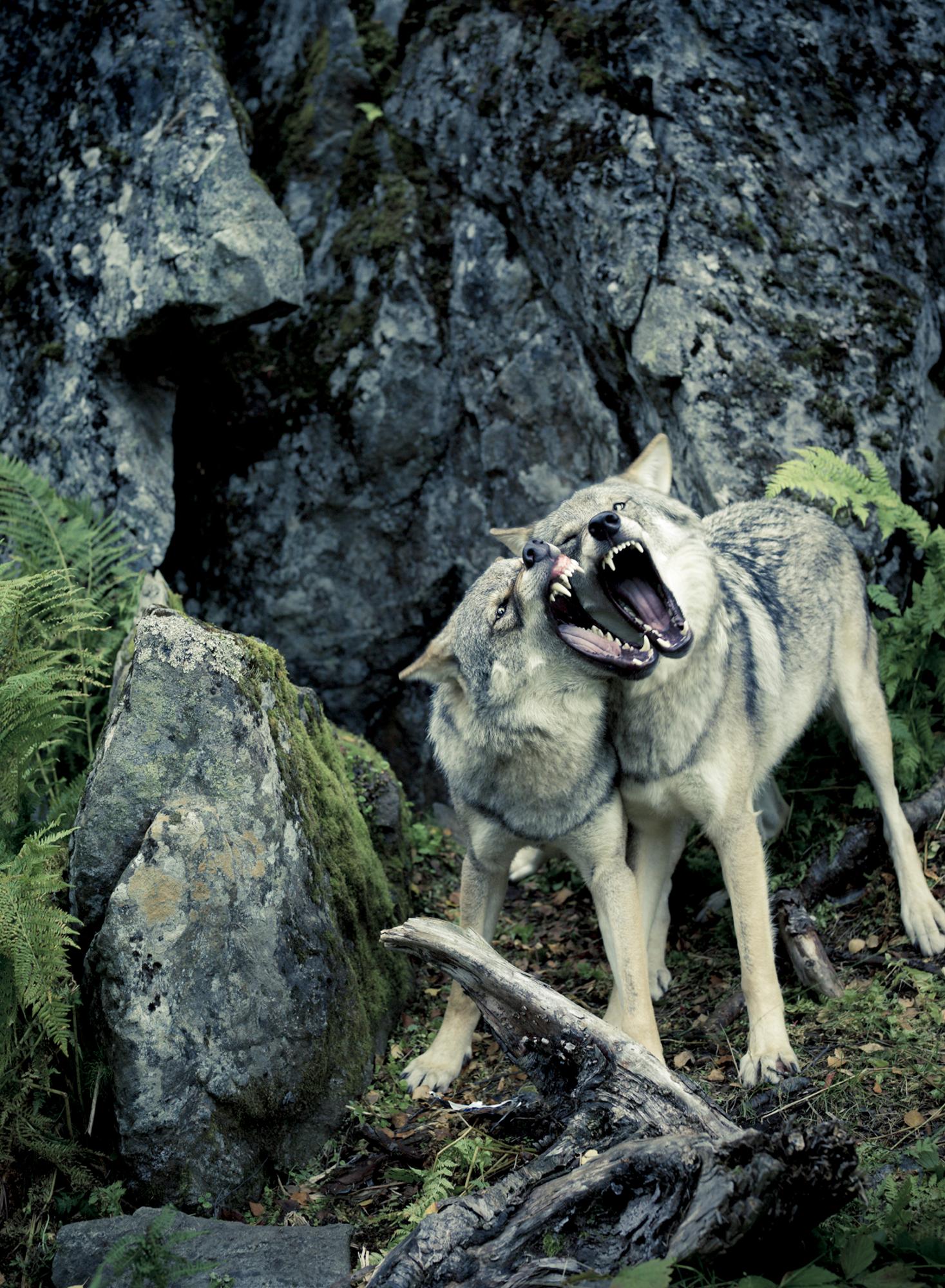 Christian Houge Landscape Photograph - `Untitled 8`, Norway 2012- nature colour wolf animal