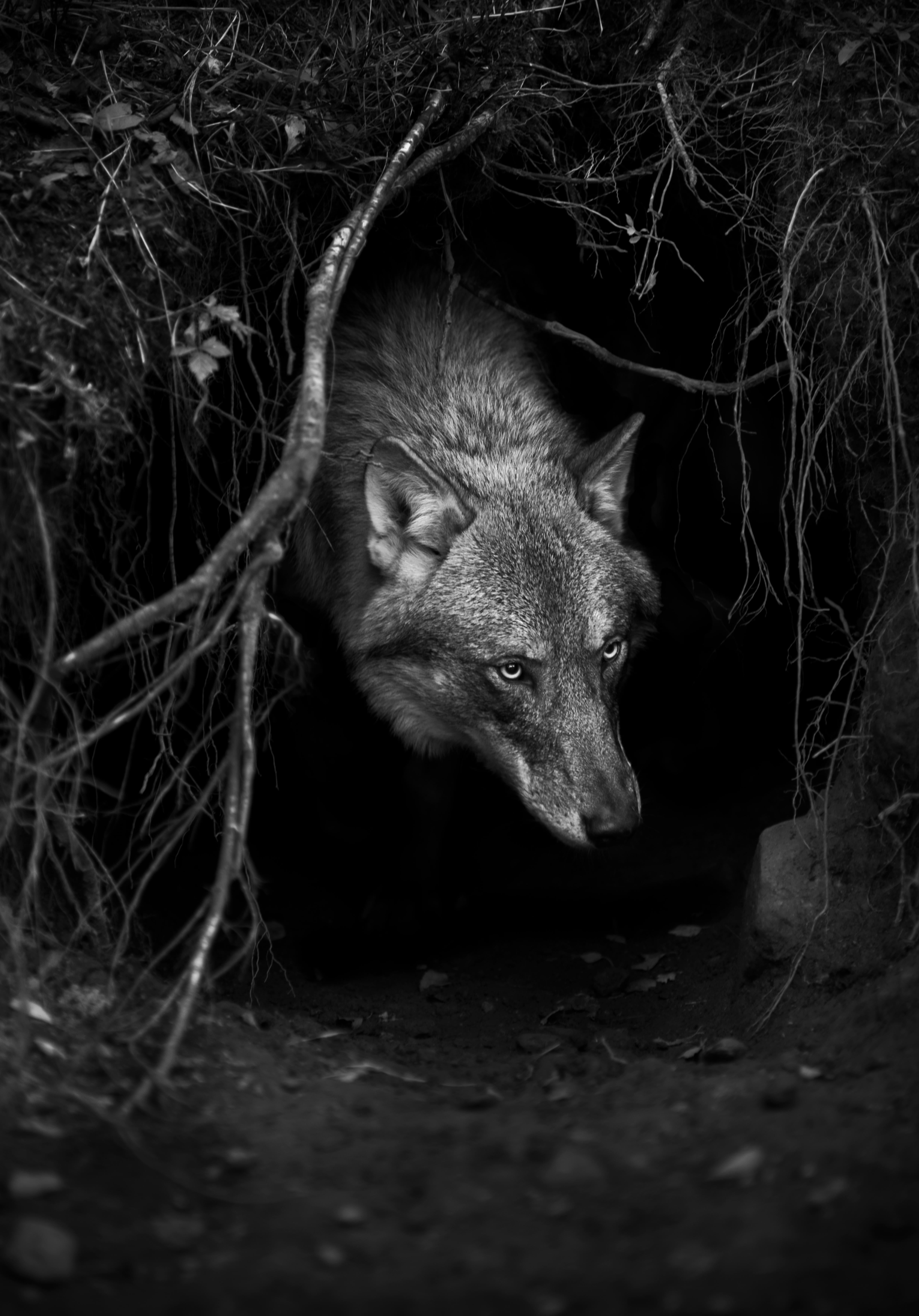 Christian Houge Black and White Photograph – Untitled 9`.wolf nature bw Tier