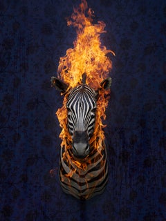 `Zebra 2`, Oslo- `Residence of Impermamnence`-animal zebr fire nature wallpaper
