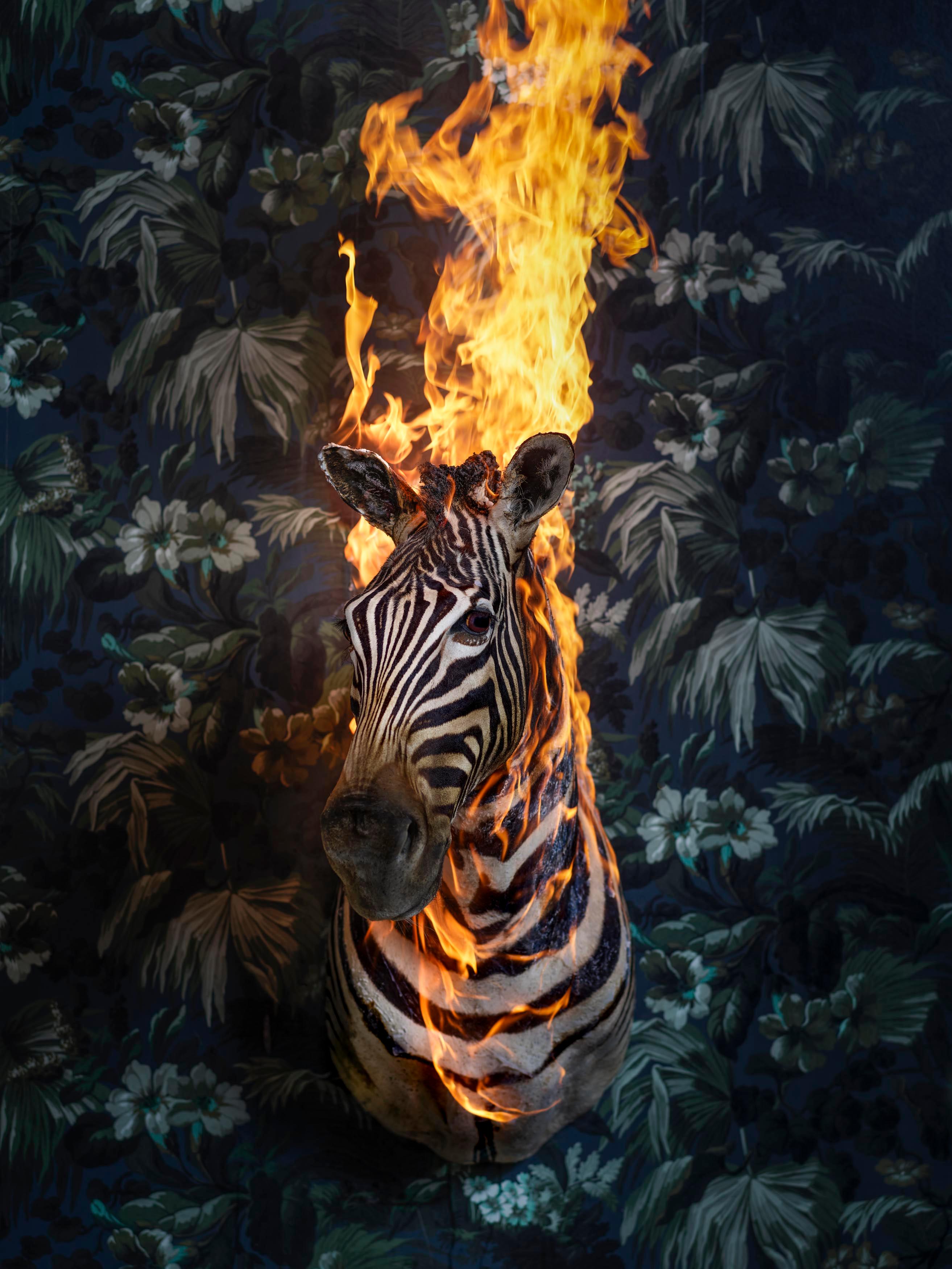 Christian Houge Figurative Photograph - Zebra, Oslo- `Residence of Impermanence`-animal zebra fire nature wallpaper