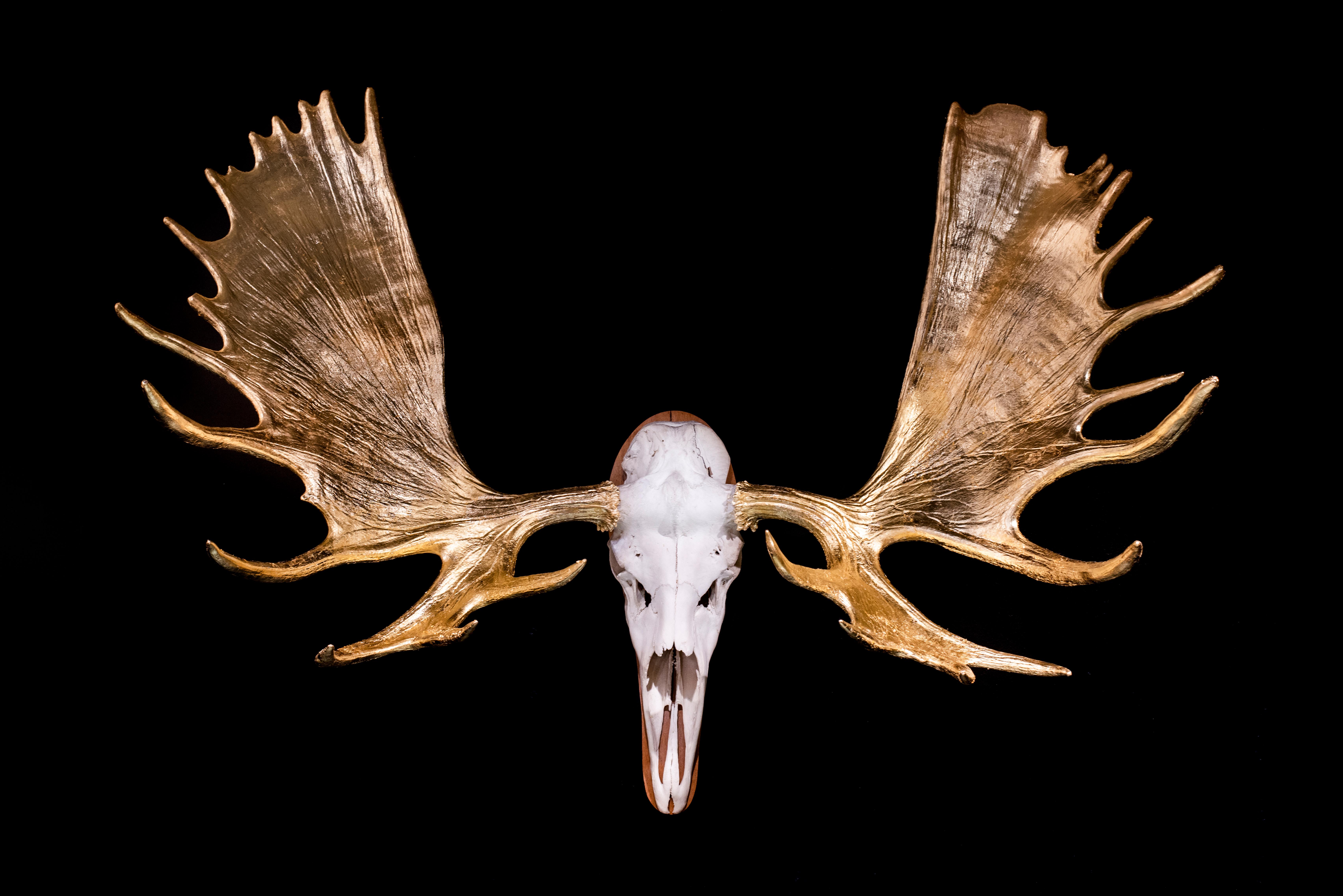 Christian Houge Figurative Sculpture - ` 24 k. Elk`, Oslo- `Residence of Impermanence`-animal object gold unique nature