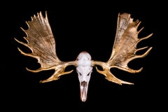` 24 k. Elk`, Oslo- `Residence of Impermanence`-animal object gold unique nature