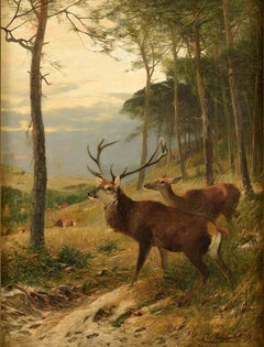 Le cerf au coucher du soleil