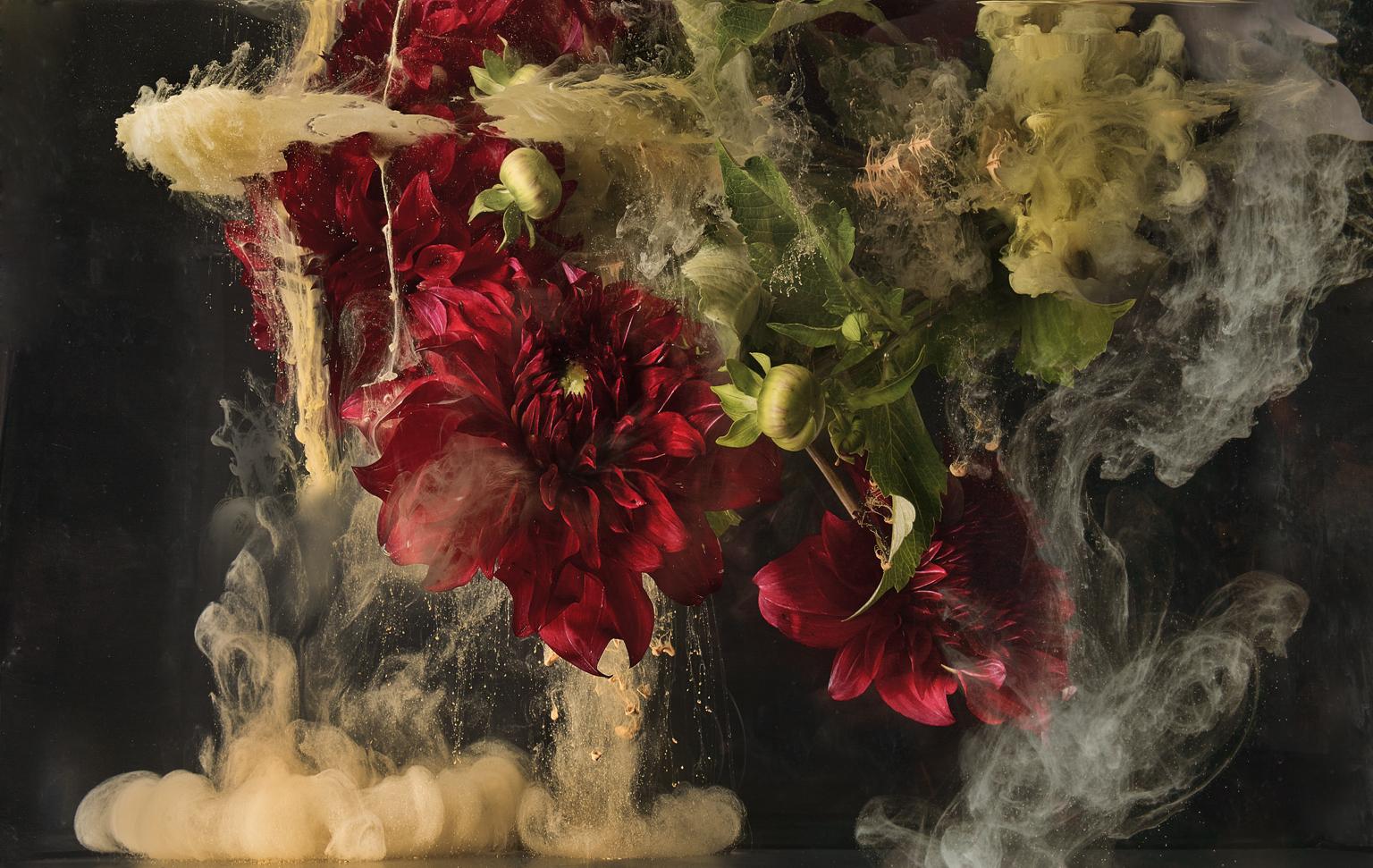 Flora I - Großformatige Fotografie einer abstrakten botanischen flüssigen Wolken explosion (Schwarz), Color Photograph, von Christian Stoll