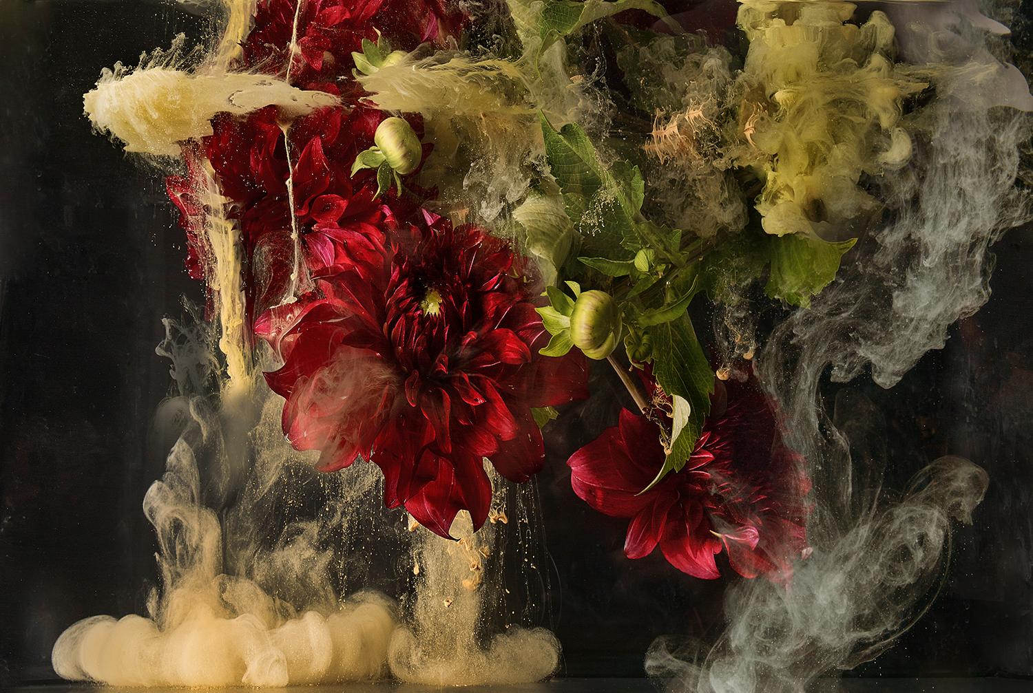 Christian Stoll Color Photograph – Flora I - Großformatige Fotografie einer abstrakten botanischen flüssigen Wolken explosion