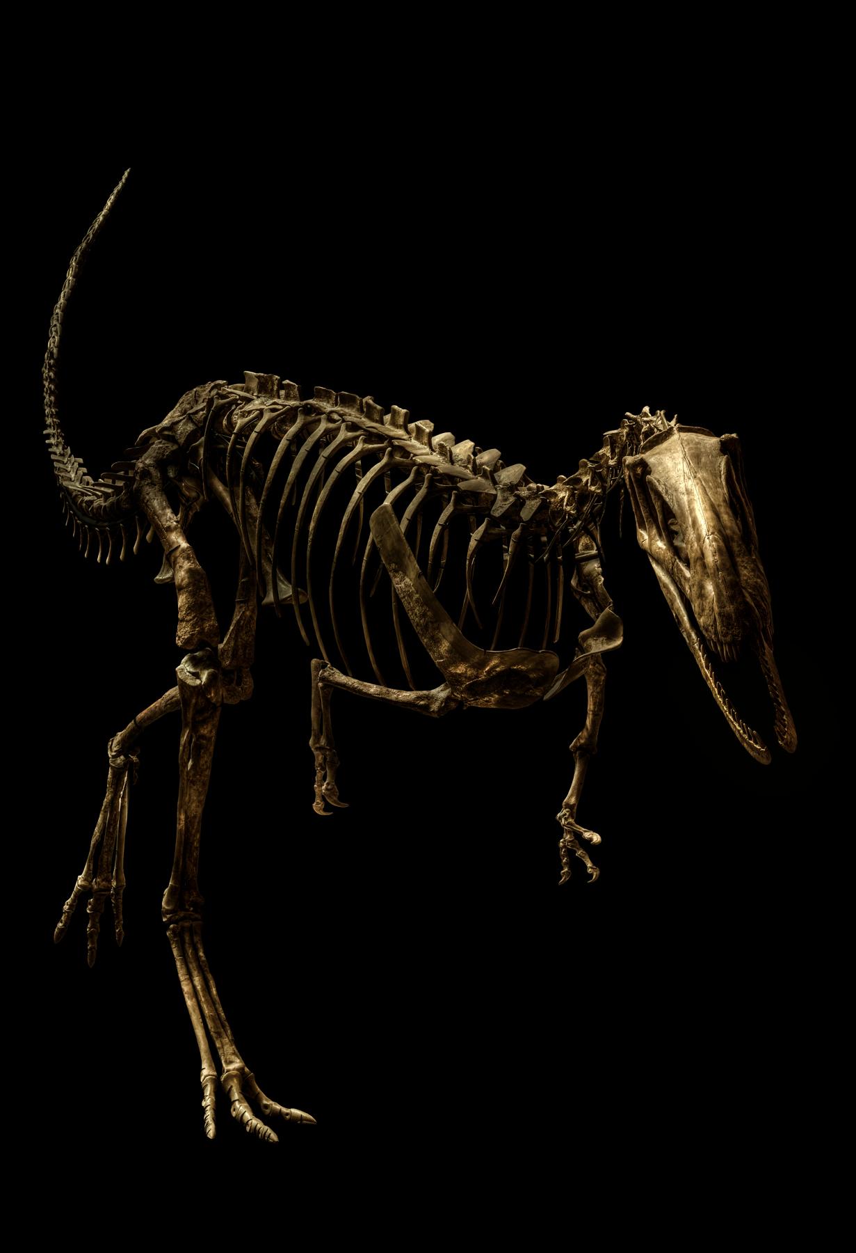 Elaphrosaurus Bambergi