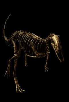 Elaphrosaurus Bambergi