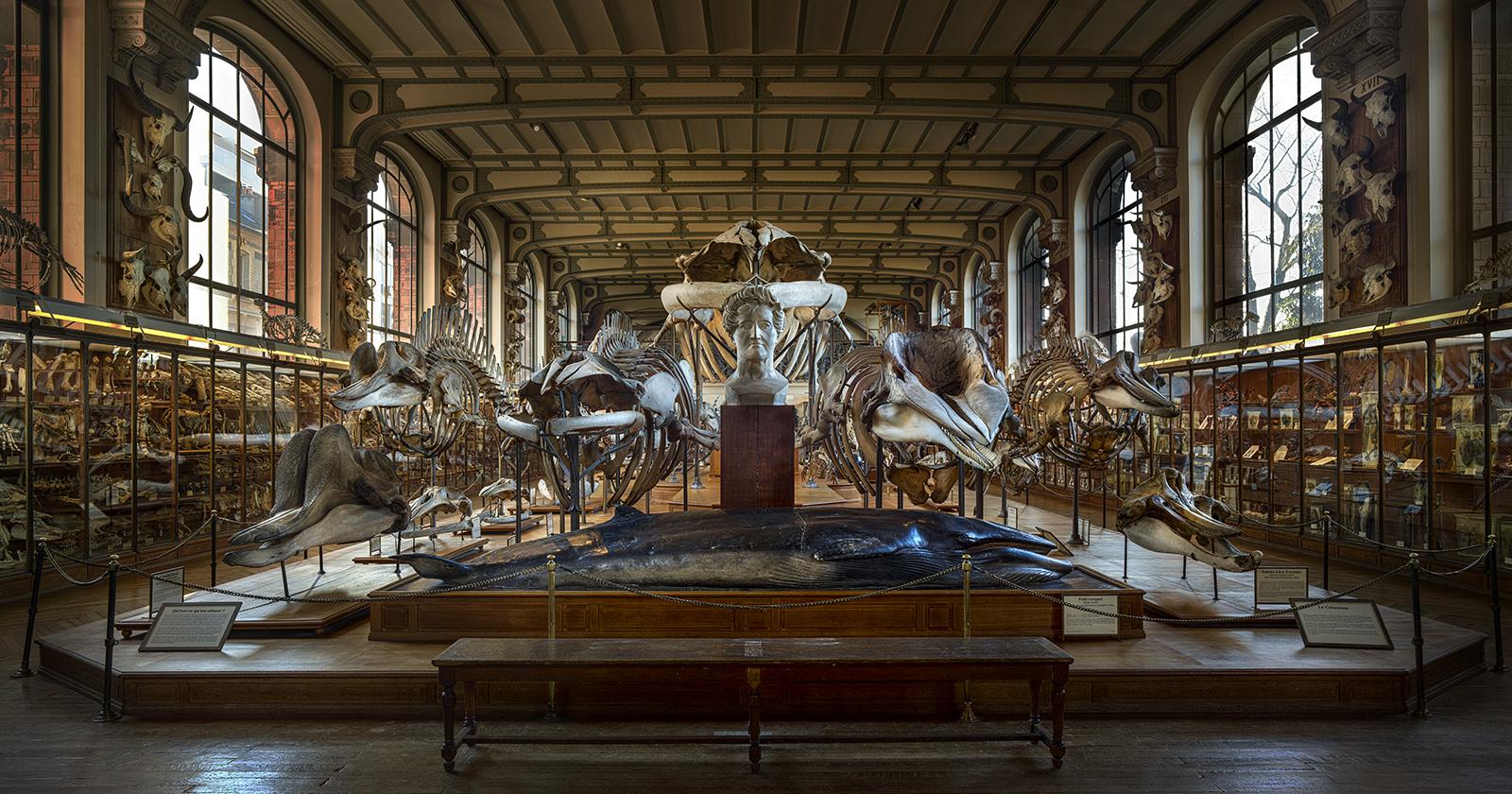 Color Photograph Christian Voigt - Galerie d'Anatomie Comparée
