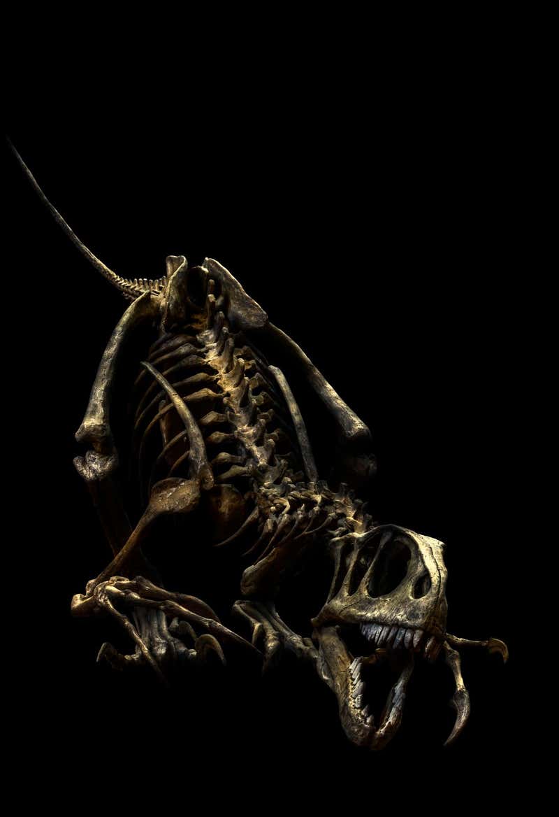 Christian Voigt Elaphrosaurus Bambergi For Sale at 1stDibs