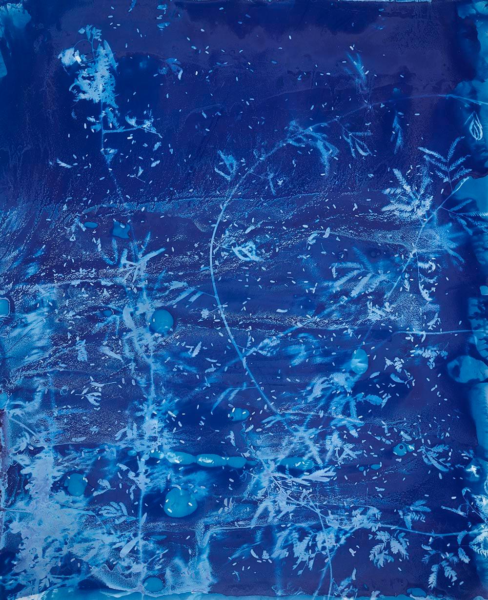 cyanotype contemporary art