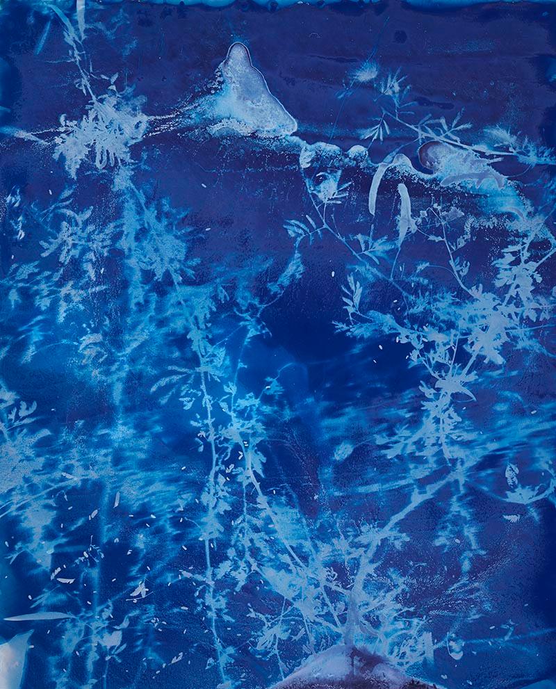 Calliandra Californica - n. 2 (2016) - Cyanotype - abstract contemporary art - Mixed Media Art by Christine Nguyen