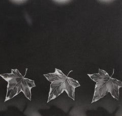 Ivy, Contemporary Mezzotint by Christine Ravaux