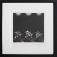 Efeu, Contemporary Mezzotinto von Christine Ravaux