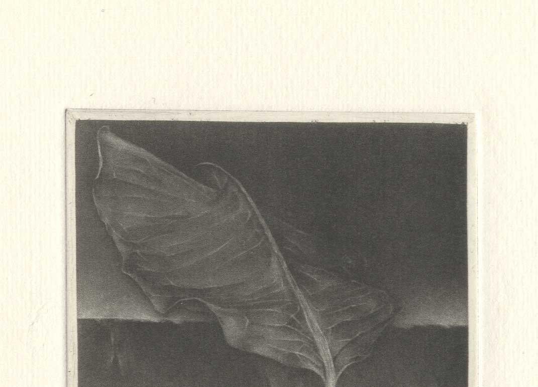 Leaf - Print by Christine Ravaux
