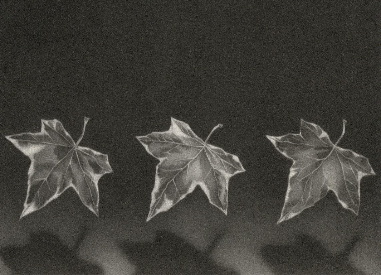 Three Leaves - Print by Christine Ravaux
