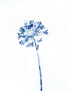 Delft Agapanthus 3 (cyanotype hybrid)