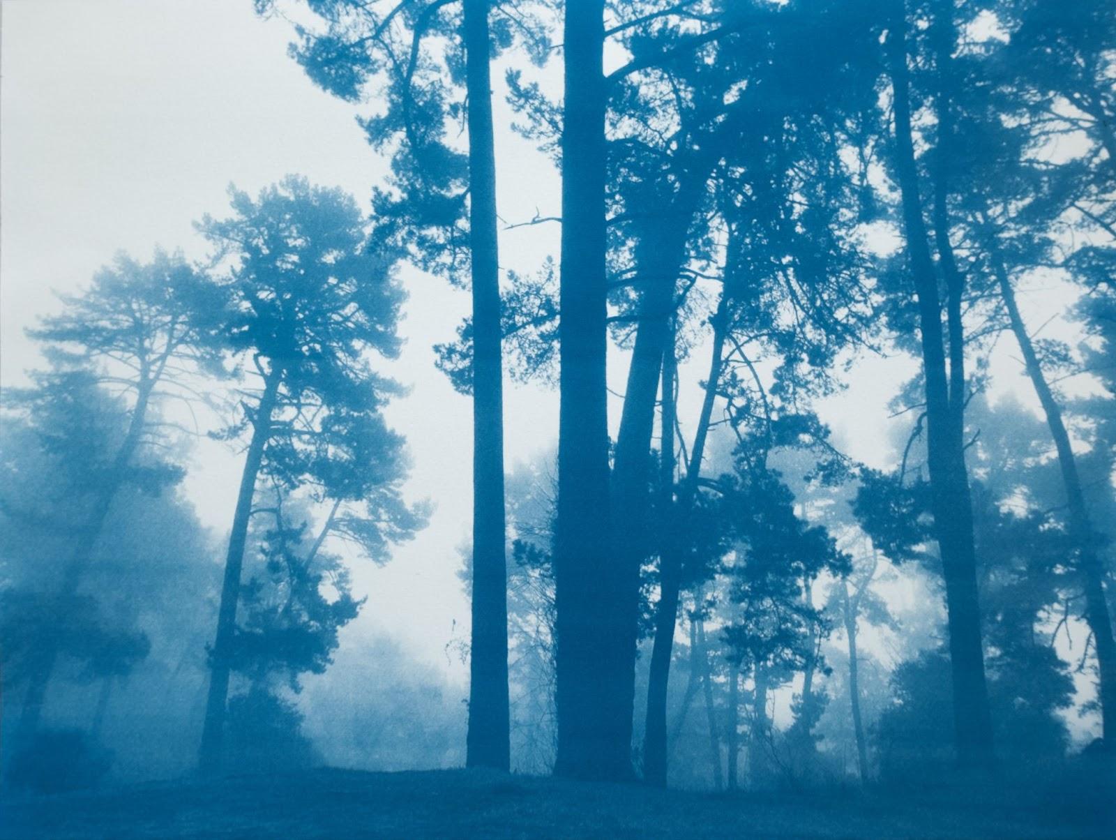 Vivo en los bosques del norte de California, mirando a través de la Bahía de San Francisco hacia las colinas de Marin, San Francisco y la Isla del Ángel. Las lejanas colinas azules de mi serie 