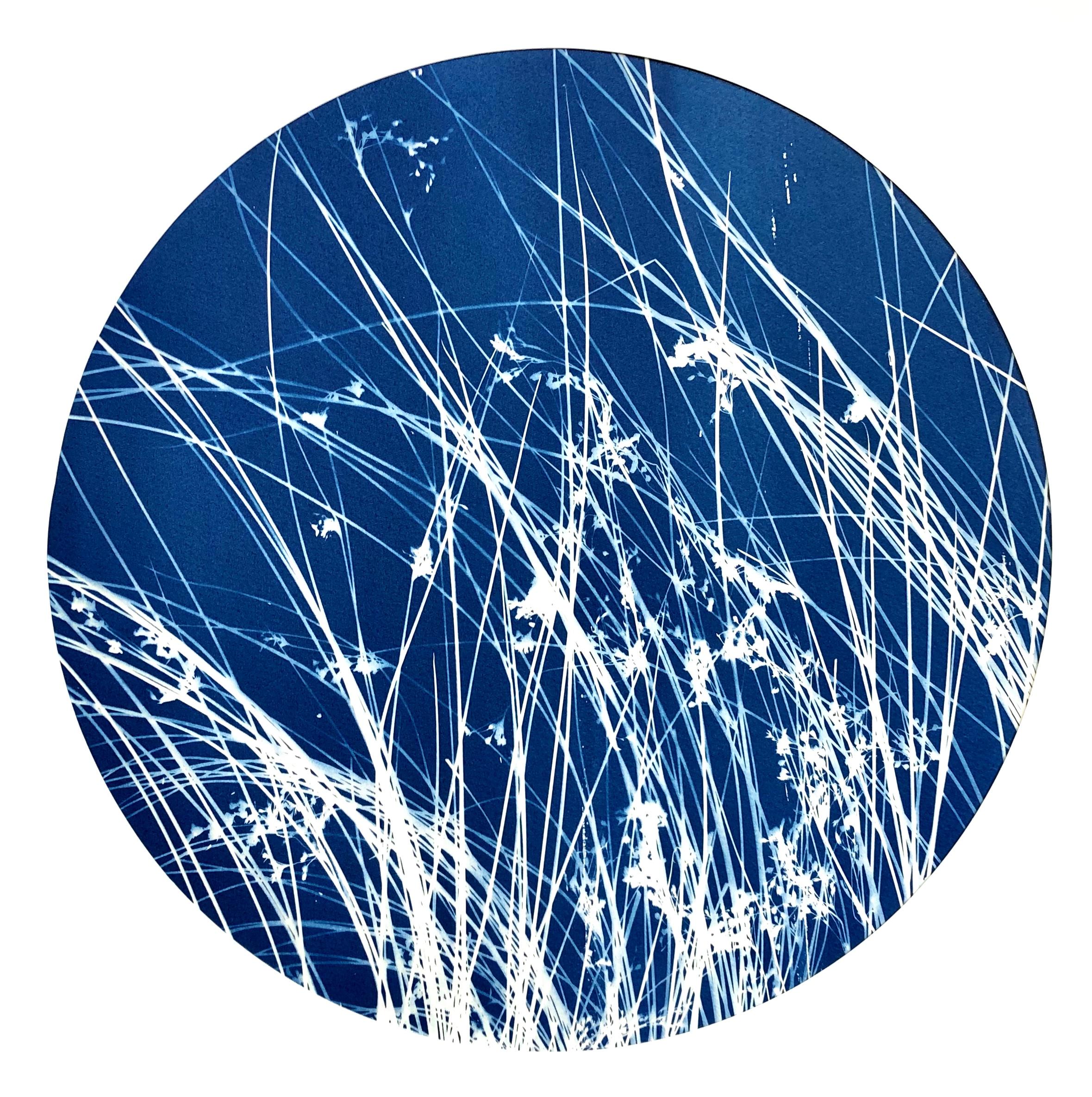 Zen Grass (14" diameter cyanotype mounted on wood panel) - Mixed Media Art by Christine So