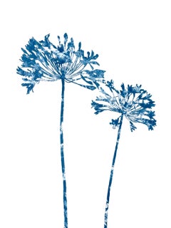 Delft Agapanthus VIII (24 x 18 inch cyanotype painting)