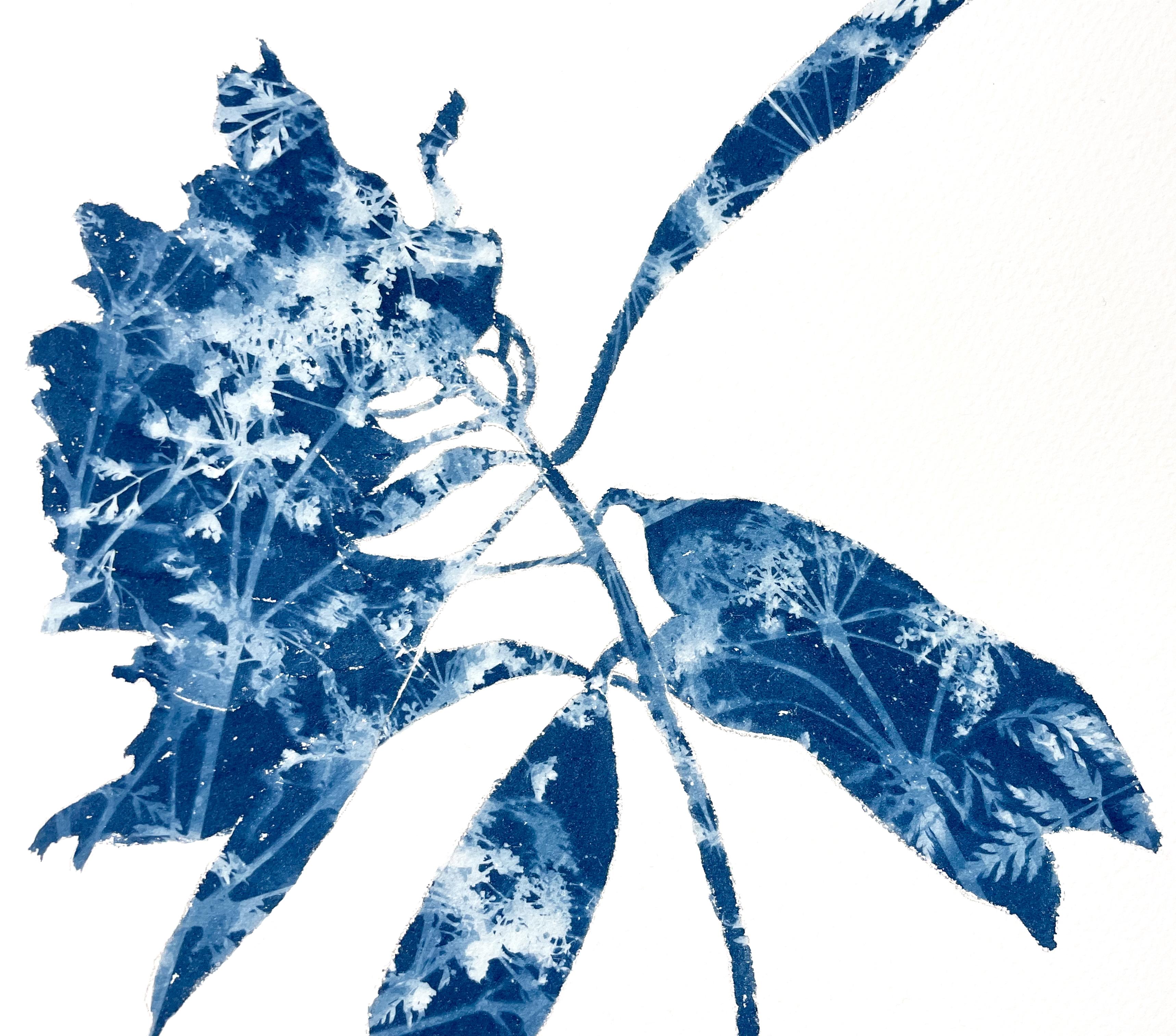 Se trata de una combinación de pintura y fotografía, el antiguo proceso de la cianotipia. Primero se dibujó la silueta de la planta y luego no se pintó con tinta o pintura, sino con emulsión fotográfica sensible a la luz. El dibujo azul y blanco que