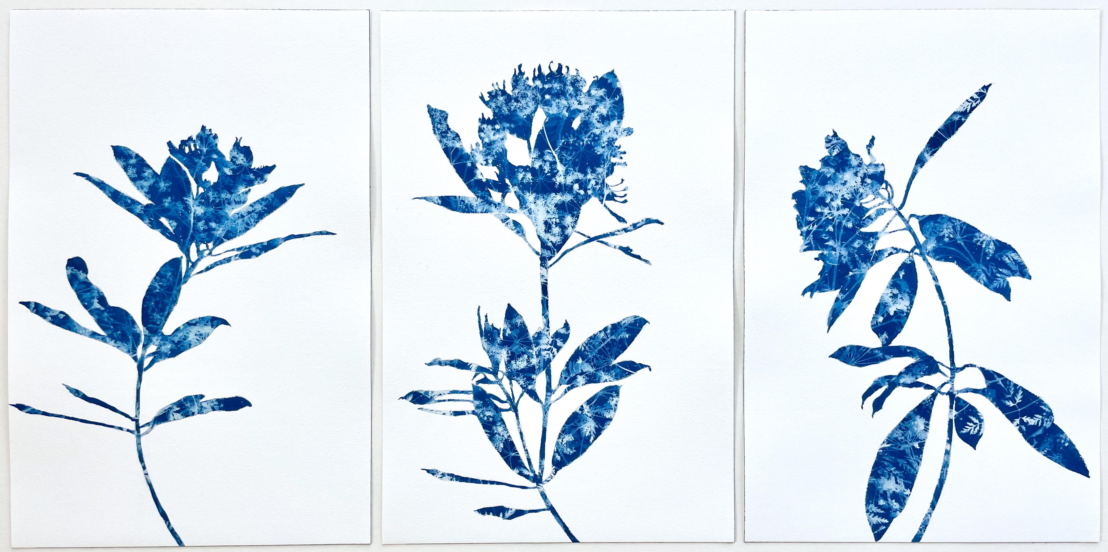Se trata de una combinación de pintura y fotografía, el antiguo proceso de la cianotipia. Primero se dibujó la silueta de la planta y luego no se pintó con tinta o pintura, sino con emulsión fotográfica sensible a la luz. El dibujo azul y blanco que