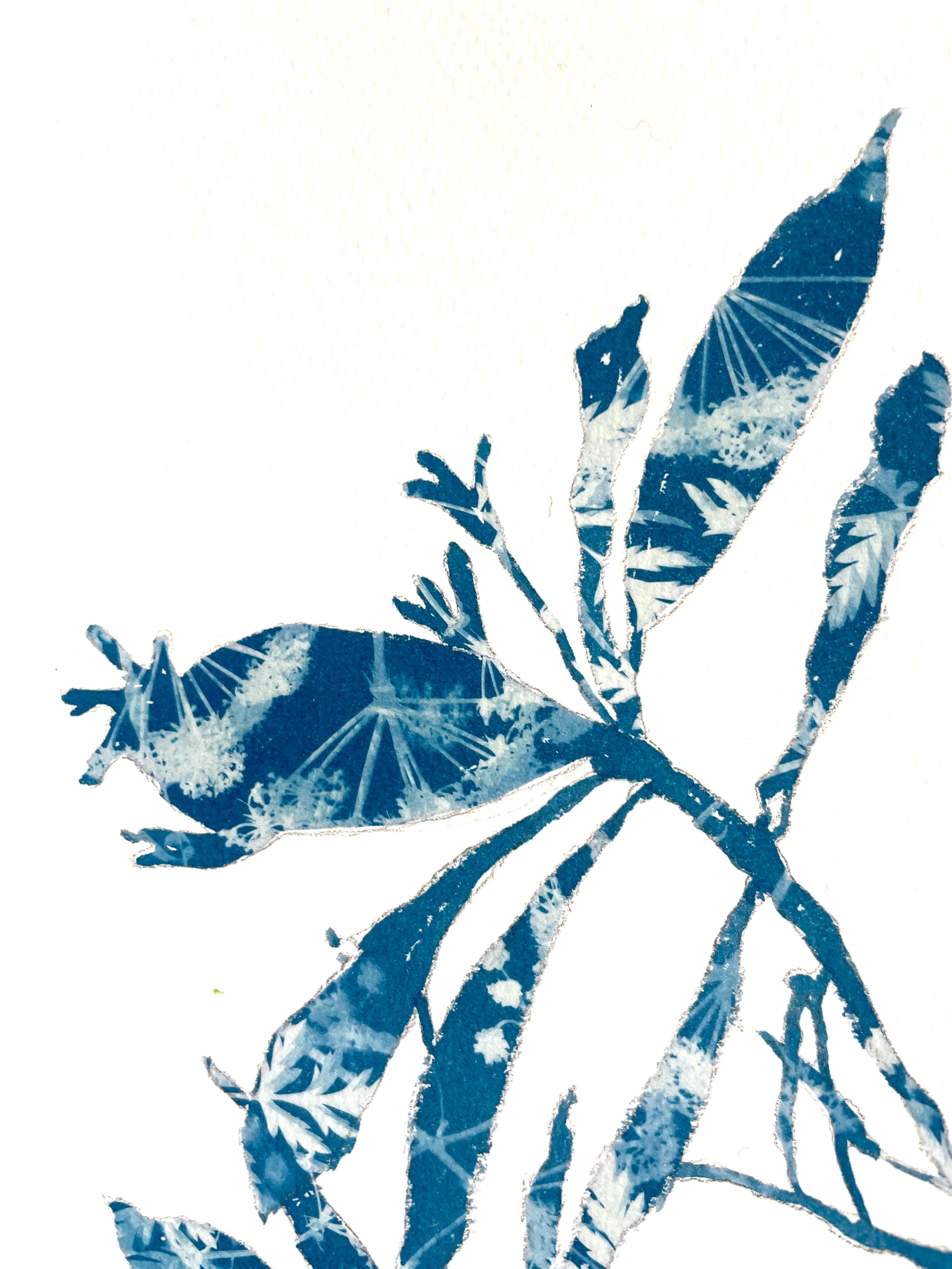 Germoglio di rododendro (dipinto in cianotipia 12 x 12 pollici) - Print di Christine So