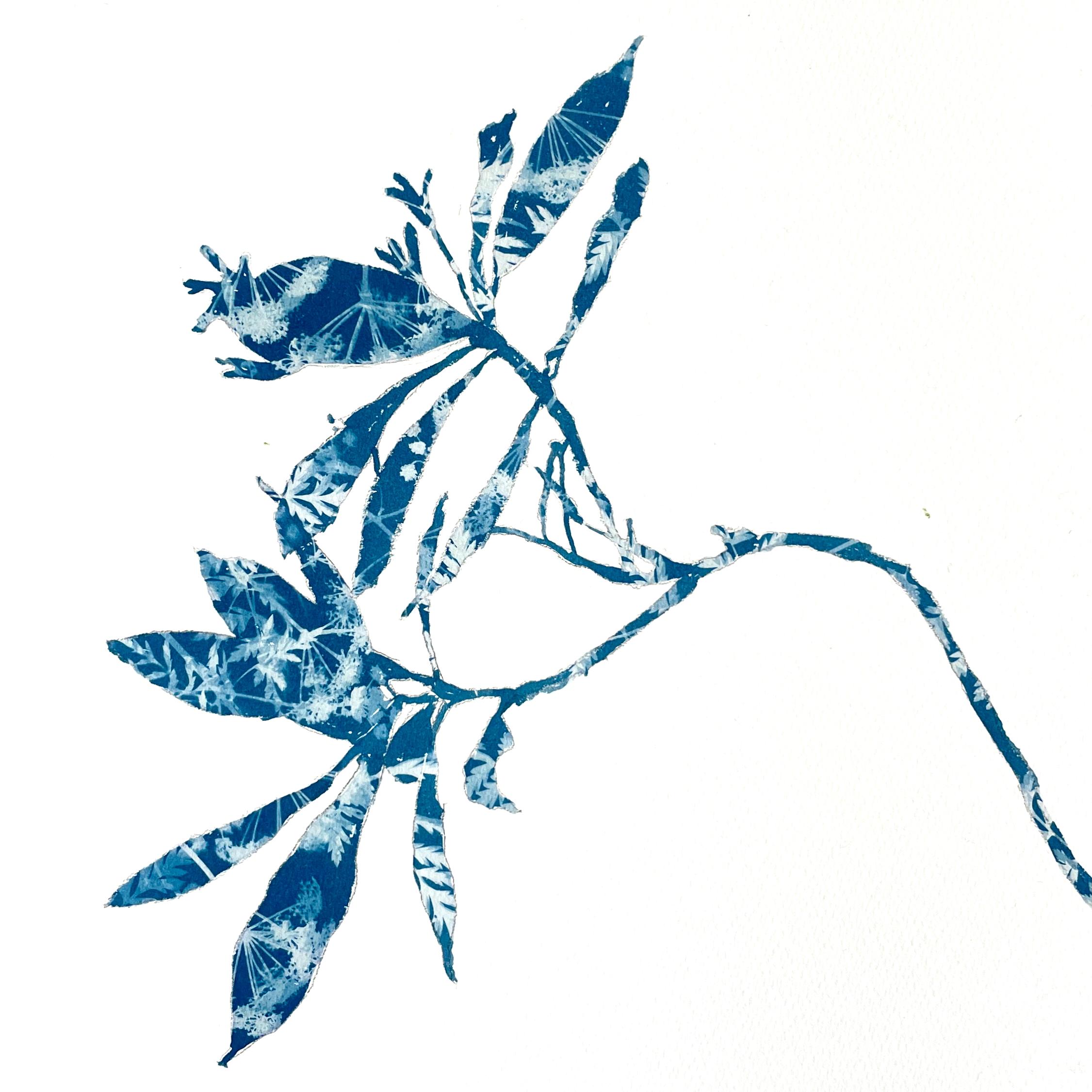Still-Life Print di Christine So - Germoglio di rododendro (dipinto in cianotipia 12 x 12 pollici)