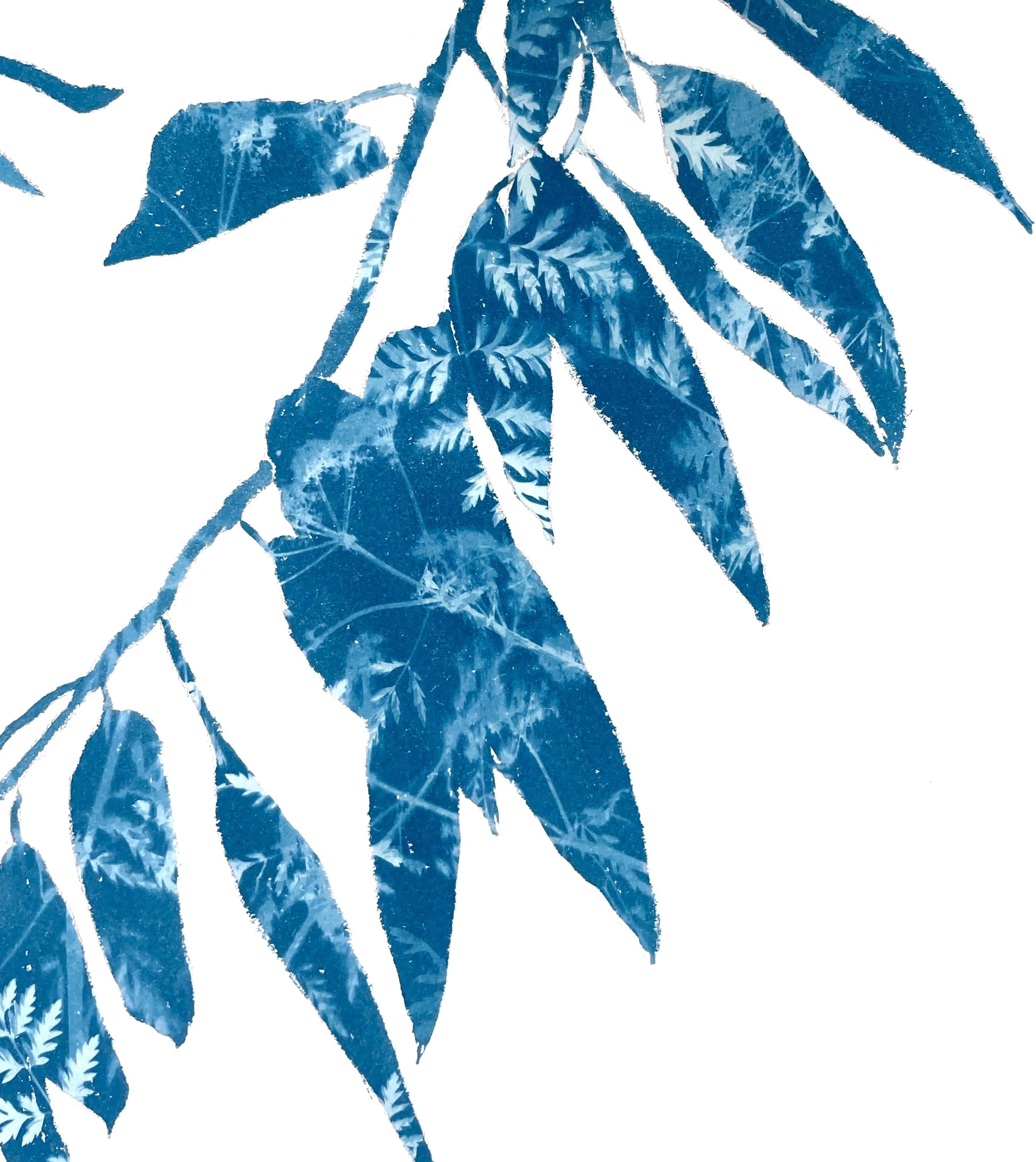 Frühlings-Eukalyptus (18 x 24 Zoll Cyanotypie-Gemälde) (Zeitgenössisch), Print, von Christine So