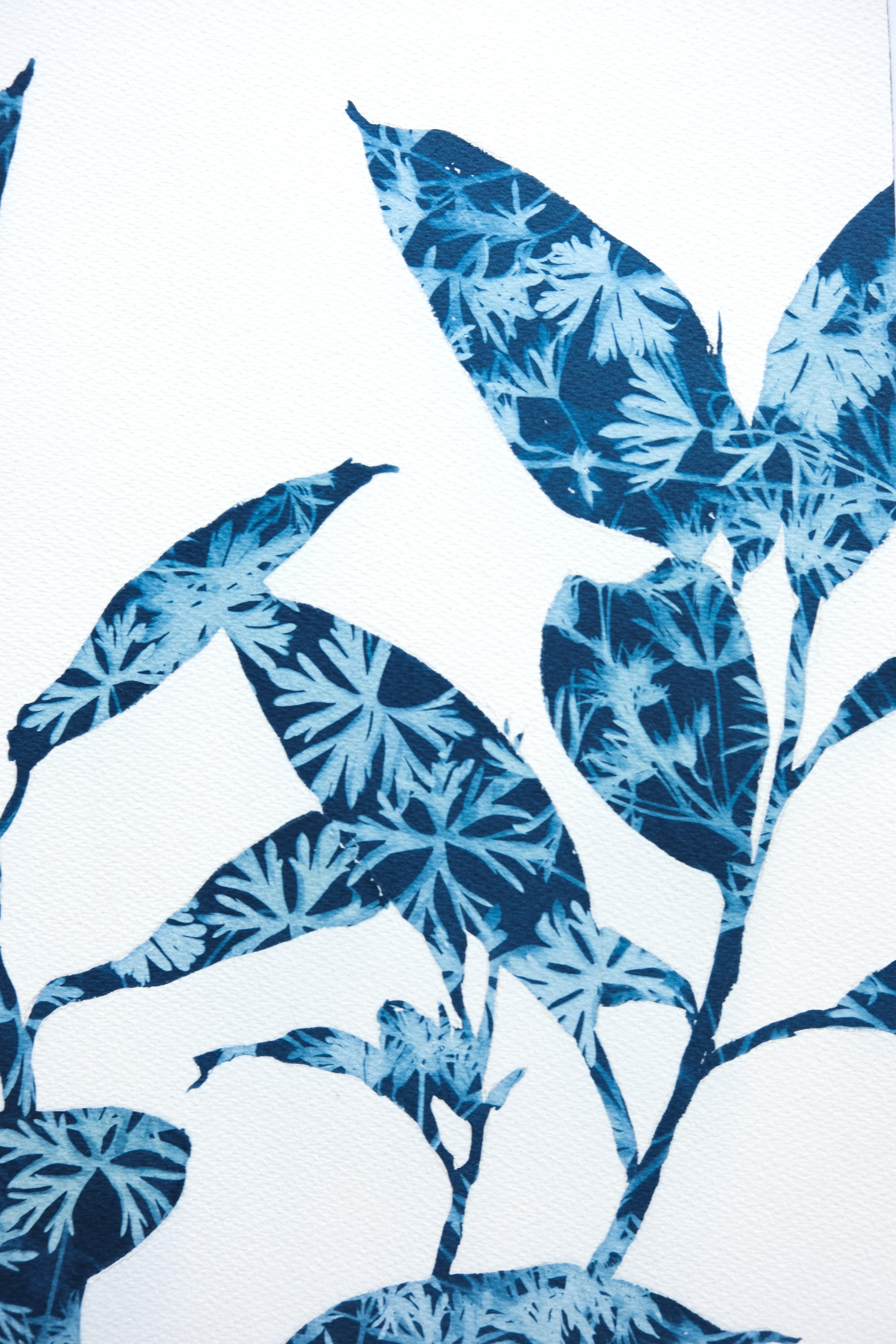 Spring Ficus III (24 x 18 Zoll Cyanotypie-Gemälde) (Zeitgenössisch), Print, von Christine So