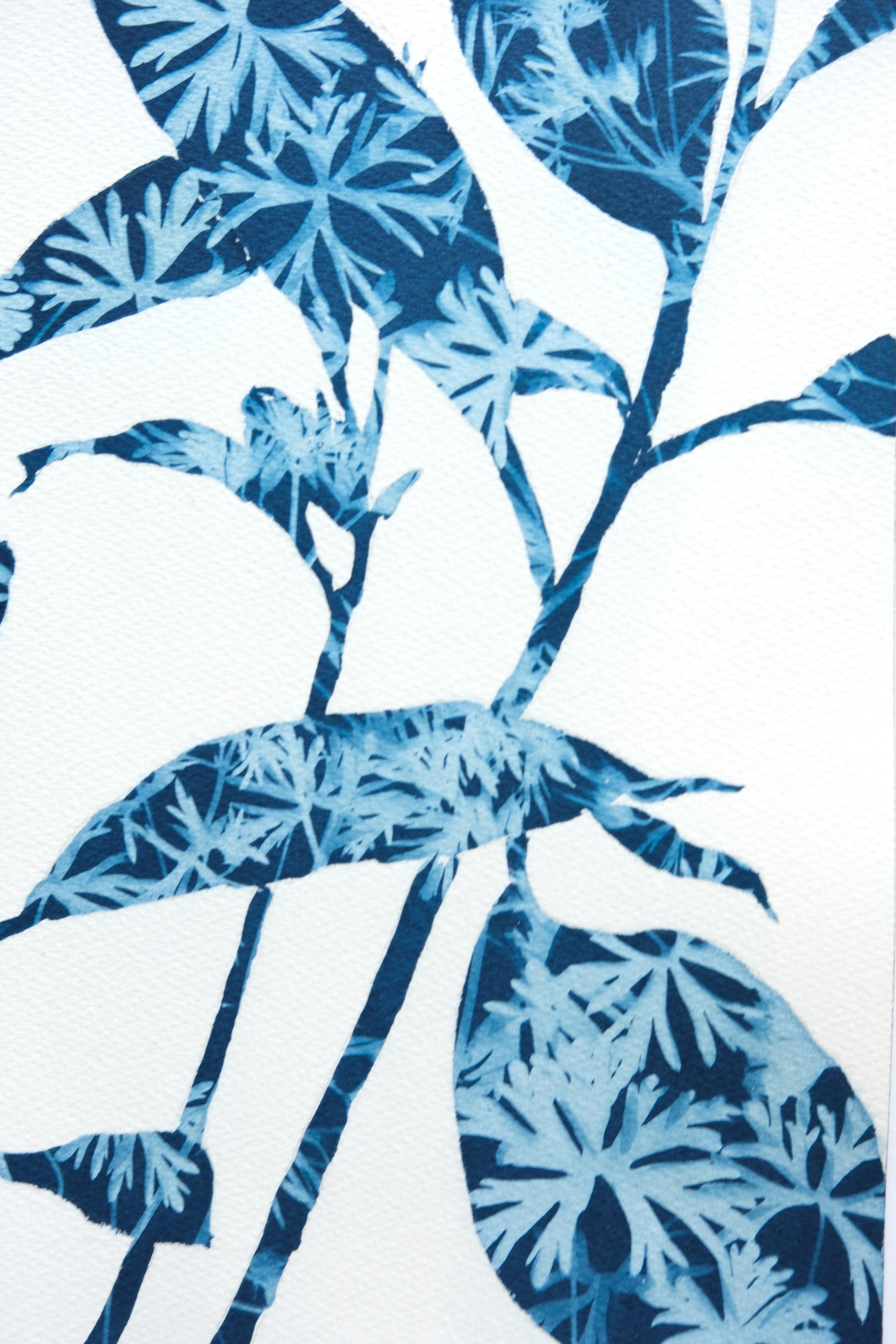 Spring Ficus III (24 x 18 Zoll Cyanotypie-Gemälde) (Blau), Still-Life Print, von Christine So