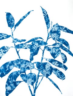 Ficus di primavera IV (dipinto in cianotipia 24 x 18 pollici)