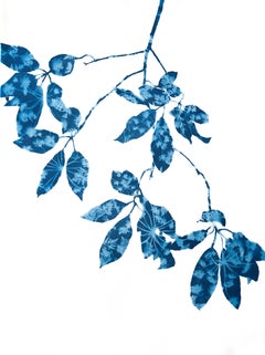 Spring Madrone III (30 x 22" cyanotype painting)