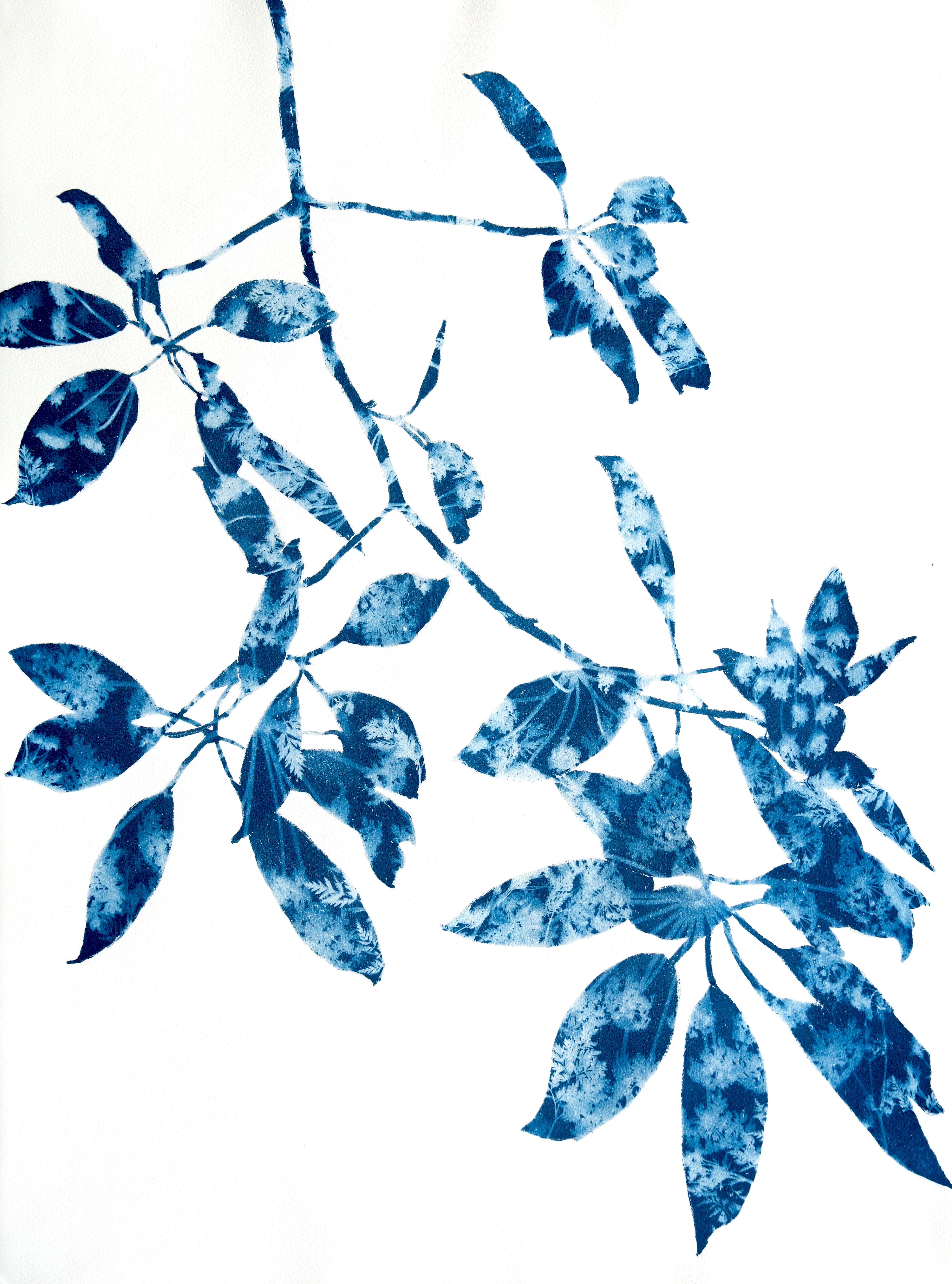 Madrone di primavera IV (dipinto in cianotipia 30 x 22")