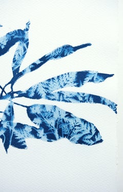 Spring Madrone V Cyanotype Painting, 22 x 30 inches on cotton paper, signed