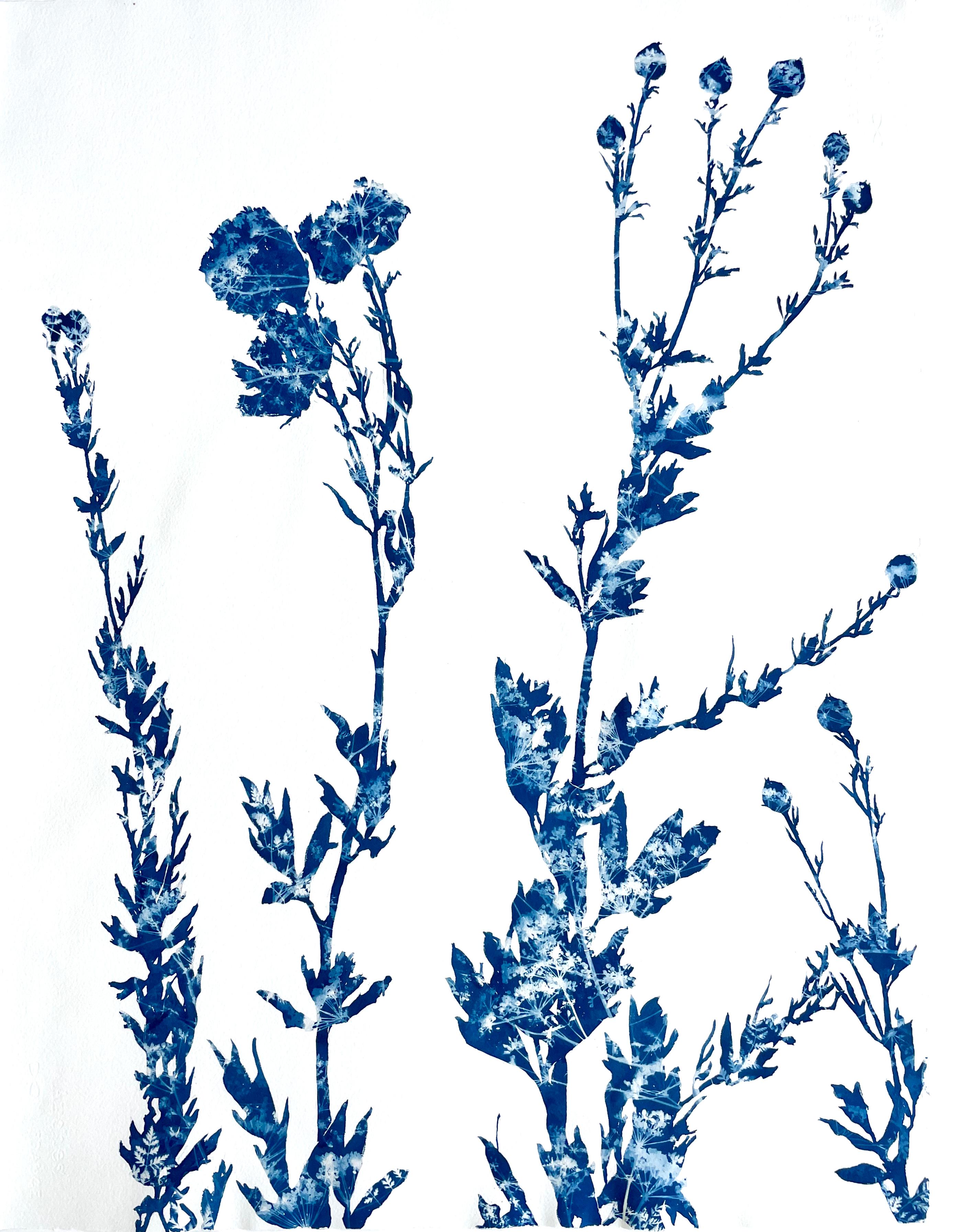 Abstract Photograph di Christine So - Papaveri estivi (dipinto in cianotipia 30 x 22,5")