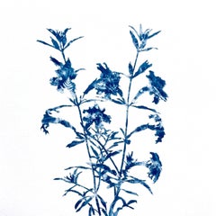 Piccoli fiori selvatici (dipinto in cianotipia 12 x 12 pollici)