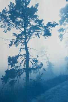 Ancient Trees (30 x 20" cyanotype, ed. 1 of 5)