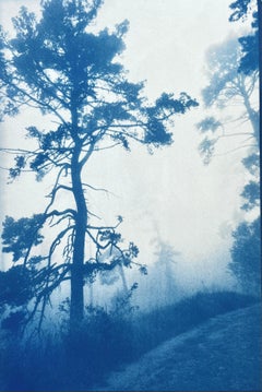 Ancient Trees Cyanotype Print, Contemporary, Ed. 1 of 5, 30 x 20"