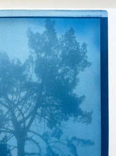 «Bending Pine» (Prueba de artista I, cianotipia, 35 x 21")