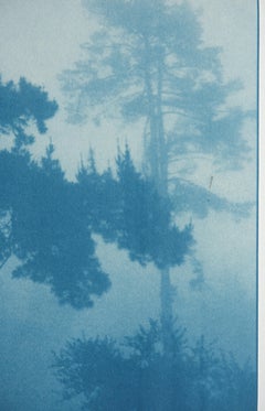 «Bending Pine» (prueba de artista, cianotipia original, 30 x 18")