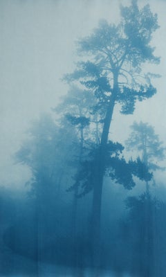 «Bending Pine» (prueba de artista, cianotipia original, 30 x 18")