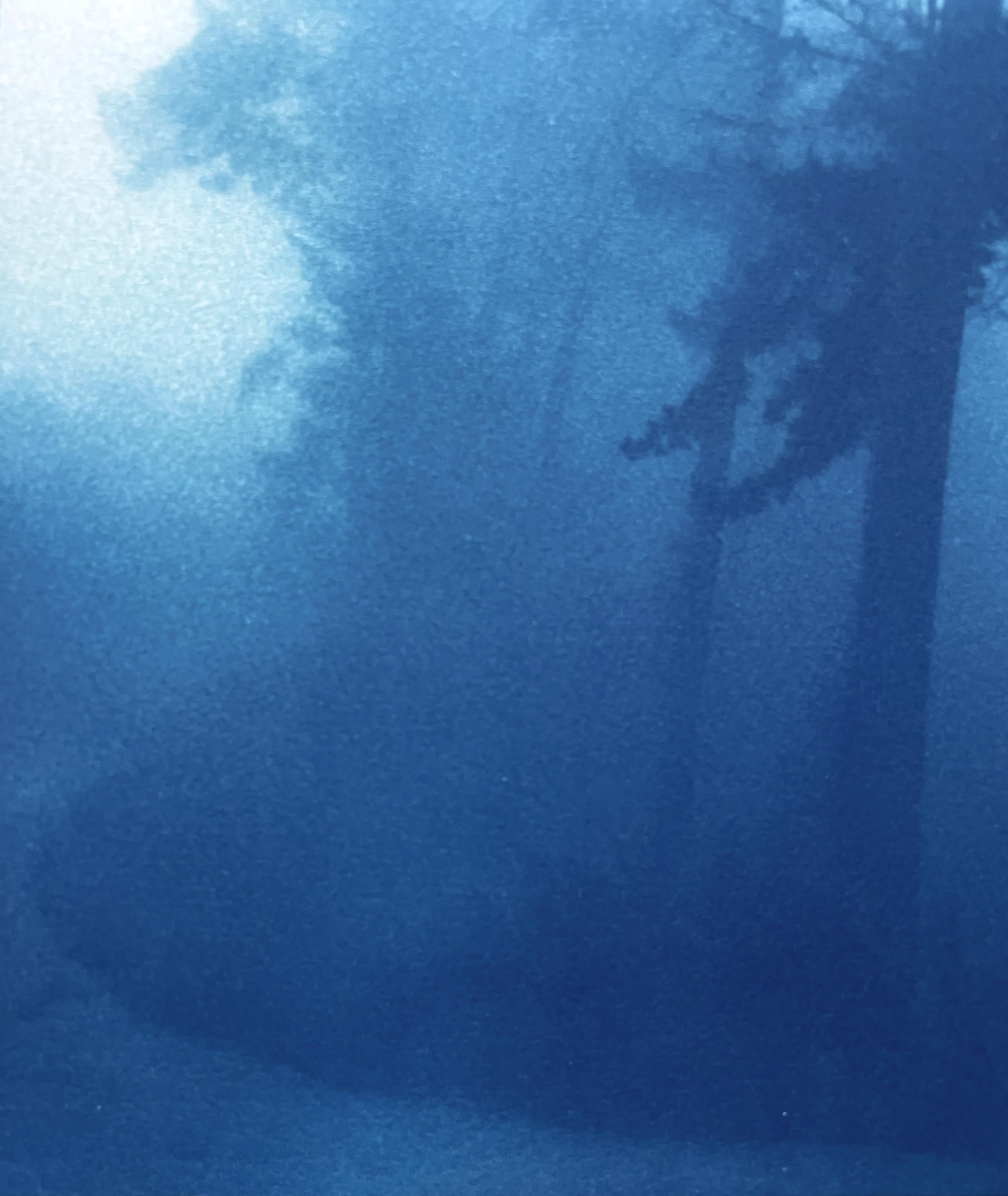 Der Baum ist eine einheimische kalifornische Monterey-Kiefer. Man findet sie an der gesamten kalifornischen Küste von Carmel bis San Francisco und im Norden bis Mendocino. Die stimmungsvolle Szene einer schattigen Biegung in einem Waldweg wurde in