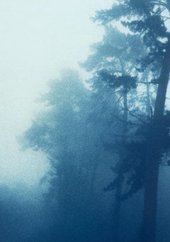 Bending Pine (cianotipia stampata a mano, 29,5 x 18" , edizione 1 di 5)
