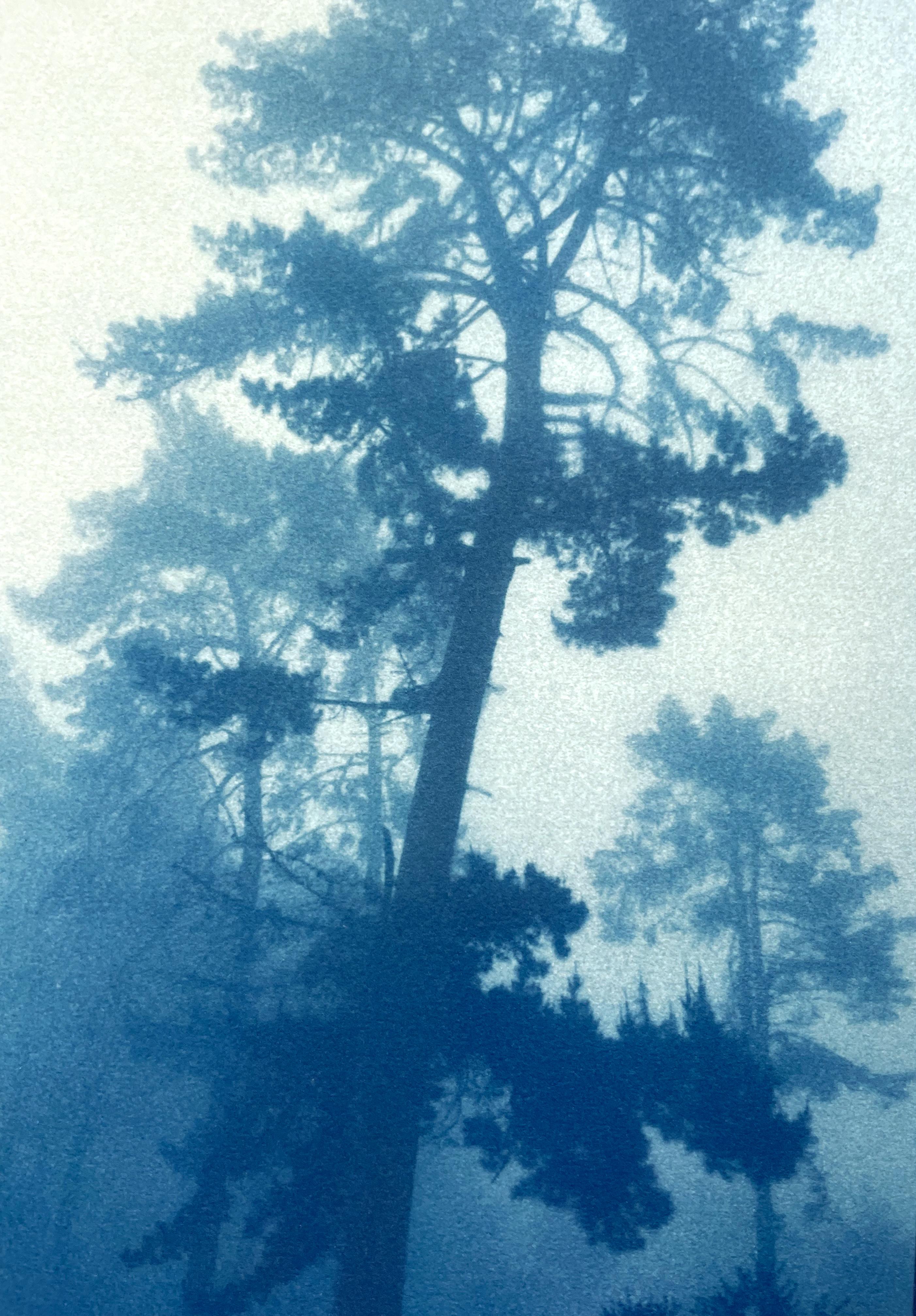 Bending Pine (handgedruckte Cyanotypie, 29.5 x 18
