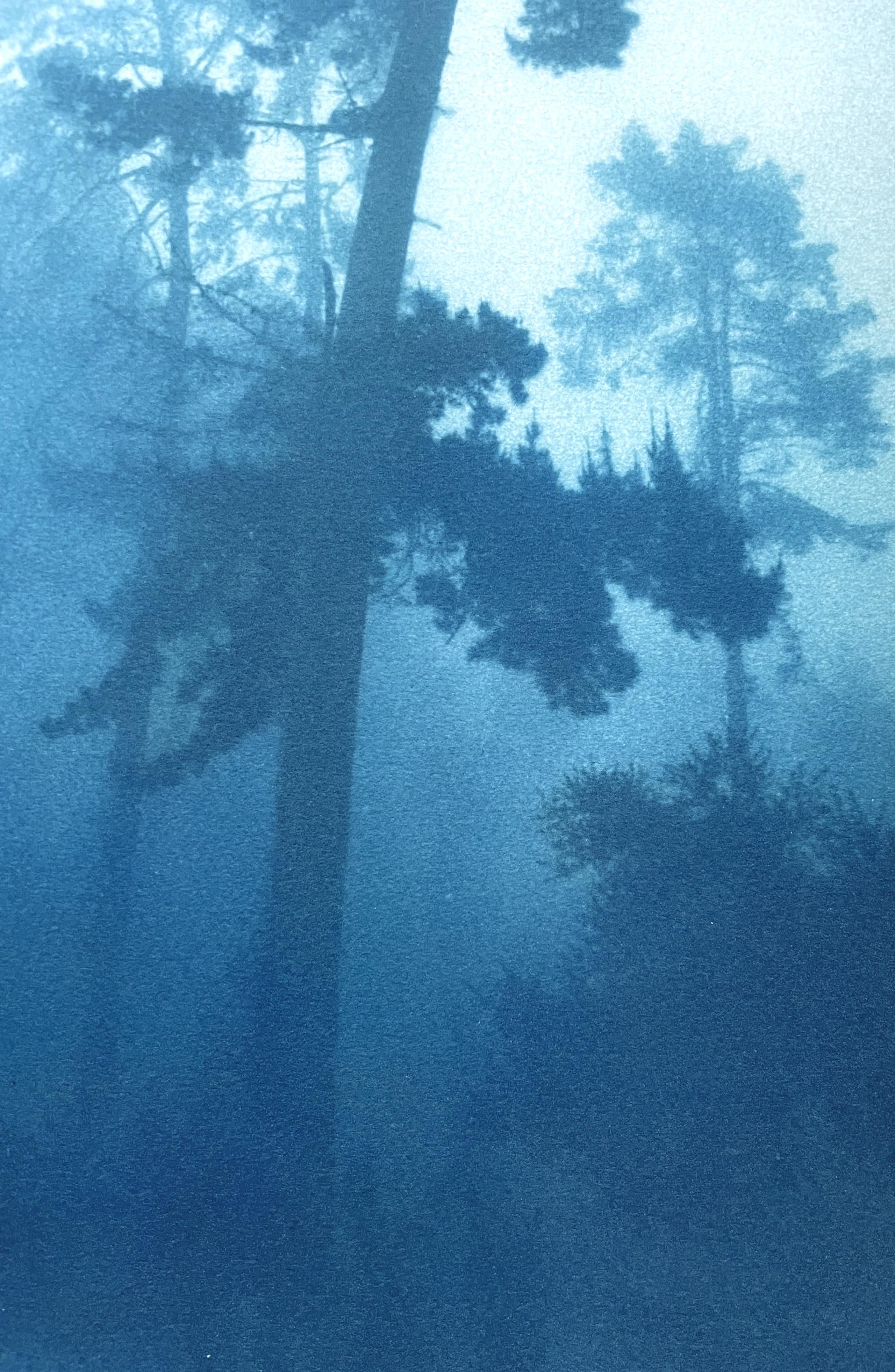 Bending Pine (handgedruckte Cyanotypie, 29.5 x 18