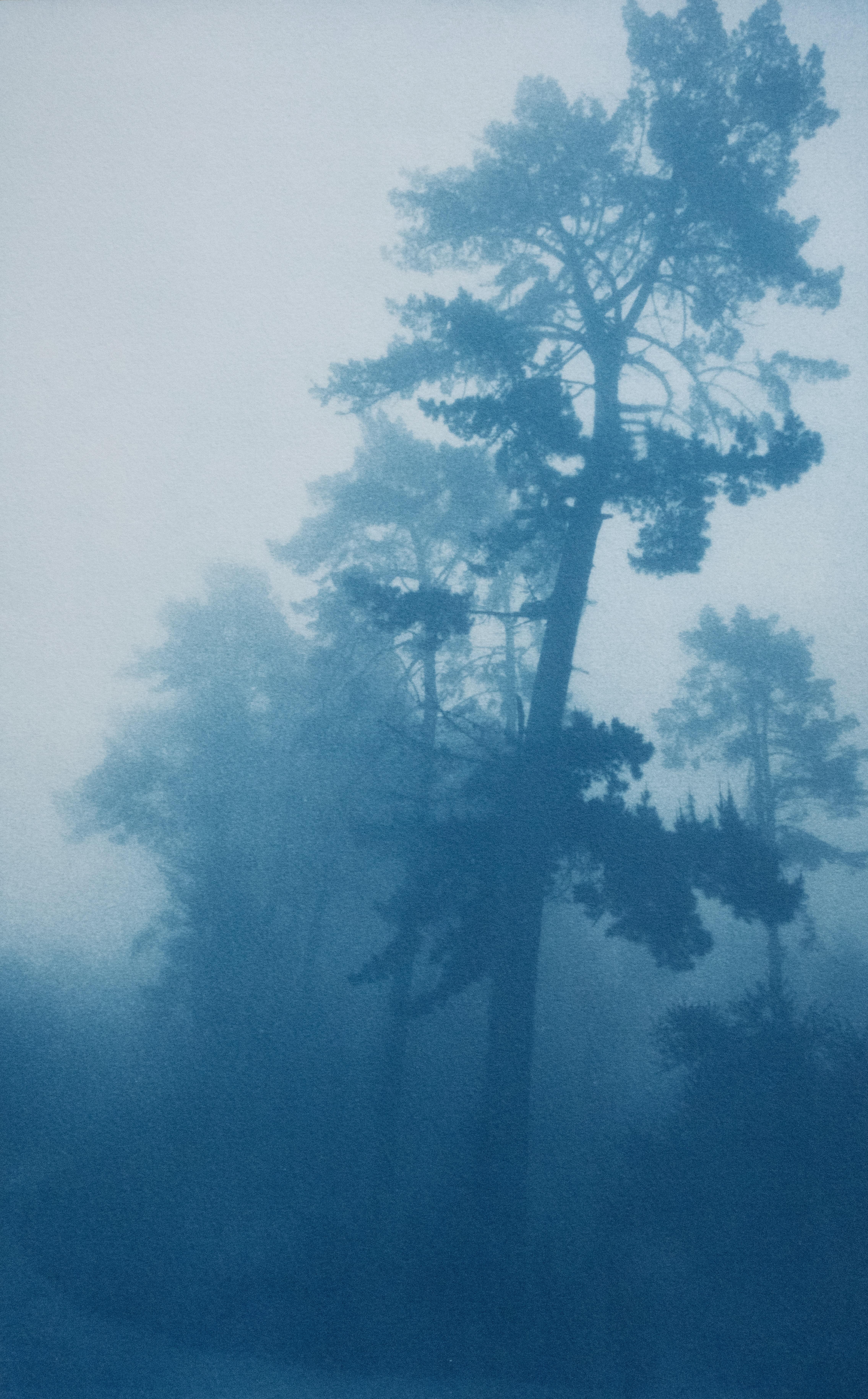 Bending Pine (cyanotype imprimé à la main, 29.5 x 18" , édition 1 de 5)